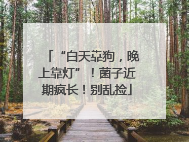 “白天靠狗，晚上靠灯”！菌子近期疯长！别乱捡