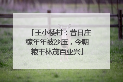 王小楼村：昔日庄稼年年被沙压，今朝粮丰林茂百业兴