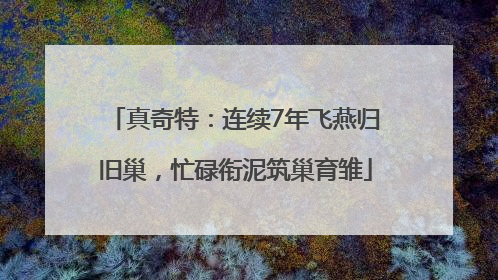 真奇特：连续7年飞燕归旧巢，忙碌衔泥筑巢育雏