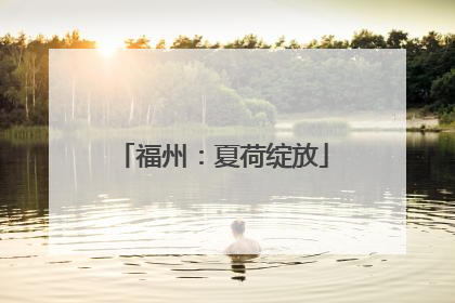 福州：夏荷绽放