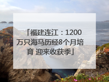 福建连江：1200万只海马历经8个月培育 迎来收获季