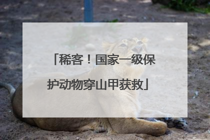 稀客！国家一级保护动物穿山甲获救