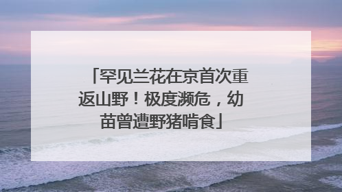 罕见兰花在京首次重返山野！极度濒危，幼苗曾遭野猪啃食