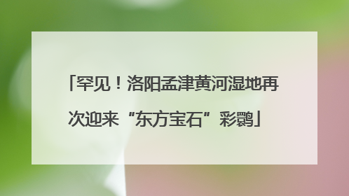 罕见！洛阳孟津黄河湿地再次迎来“东方宝石”彩鹮