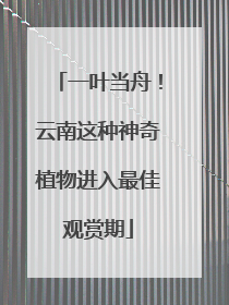 一叶当舟！云南这种神奇植物进入最佳观赏期