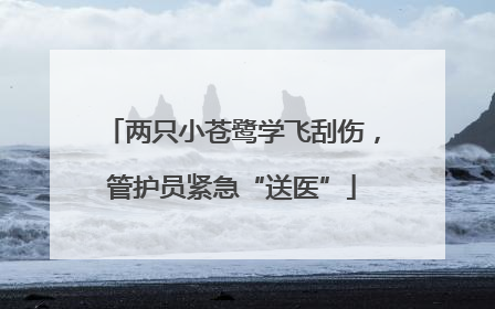 两只小苍鹭学飞刮伤，管护员紧急“送医”