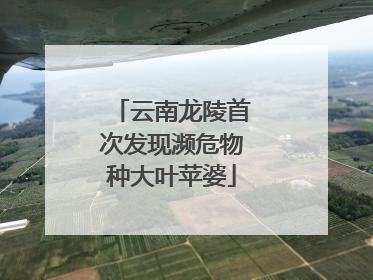 云南龙陵首次发现濒危物种大叶苹婆