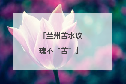 兰州苦水玫瑰不“苦”