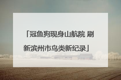 冠鱼狗现身山航院 刷新滨州市鸟类新纪录