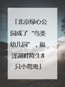 北京绿心公园成了“鸟类幼儿园”，福泽湖畔降生8只小鸳鸯