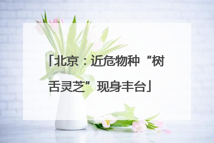 北京：近危物种“树舌灵芝”现身丰台