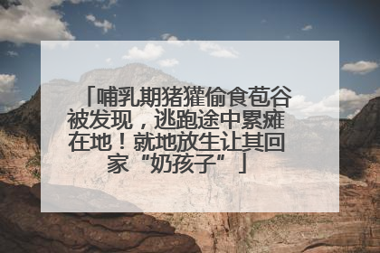 哺乳期猪獾偷食苞谷被发现，逃跑途中累瘫在地！就地放生让其回家“奶孩子”