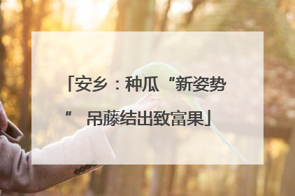 安乡：种瓜“新姿势” 吊藤结出致富果