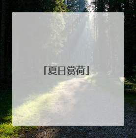 夏日赏荷
