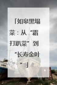 如皋黑塌菜：从“霜打趴菜”到“长寿金叶”