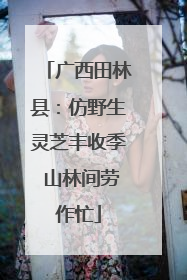 广西田林县：仿野生灵芝丰收季 山林间劳作忙