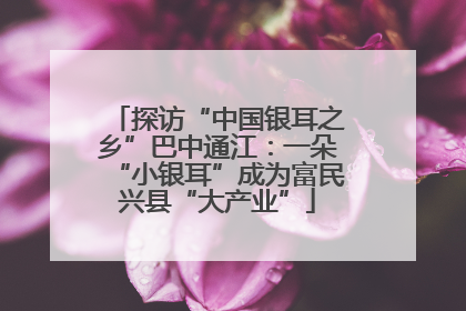 探访“中国银耳之乡”巴中通江：一朵“小银耳”成为富民兴县“大产业”