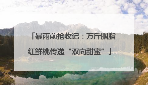 暴雨前抢收记：万斤胭脂红鲜桃传递“双向甜蜜”