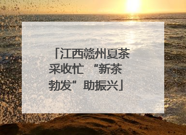 江西赣州夏茶采收忙 “新茶勃发”助振兴