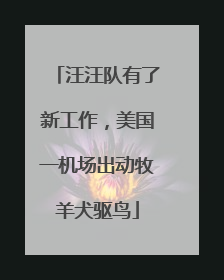 汪汪队有了新工作，美国一机场出动牧羊犬驱鸟