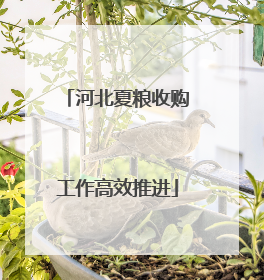 河北夏粮收购工作高效推进