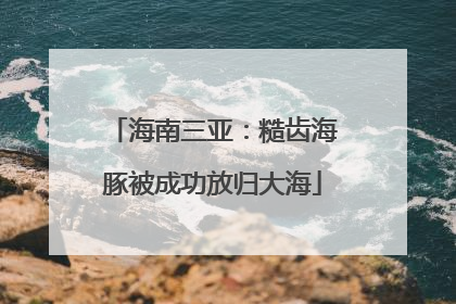 海南三亚：糙齿海豚被成功放归大海