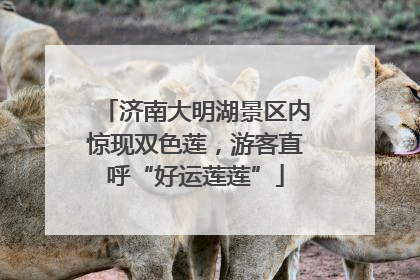 济南大明湖景区内惊现双色莲，游客直呼“好运莲莲”