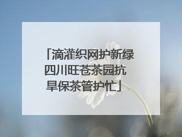 滴灌织网护新绿 四川旺苍茶园抗旱保茶管护忙