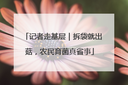 记者走基层｜拆袋就出菇，农民育菌真省事
