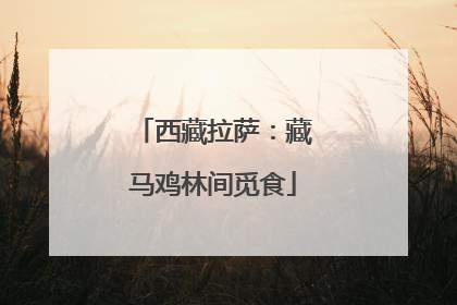 西藏拉萨：藏马鸡林间觅食