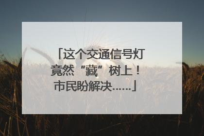 这个交通信号灯竟然“藏”树上！市民盼解决……