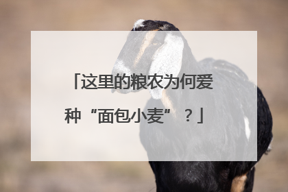 这里的粮农为何爱种“面包小麦”？