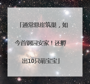 通常悬崖筑巢，如今首钢园安家！还孵出10只萌宝宝