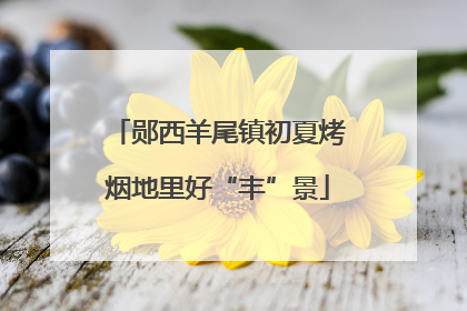 郧西羊尾镇初夏烤烟地里好“丰”景