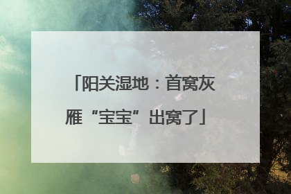 阳关湿地：首窝灰雁“宝宝”出窝了