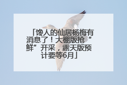 馋人的仙居杨梅有消息了！大棚版抢“鲜”开采，露天版预计要等6月