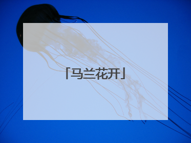 马兰花开