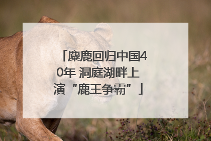 麋鹿回归中国40年 洞庭湖畔上演“鹿王争霸”