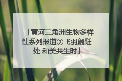 黄河三角洲生物多样性系列报道②飞羽翩跹处 和美共生时
