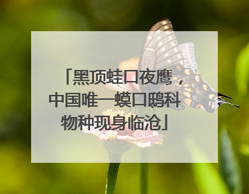黑顶蛙口夜鹰，中国唯一蟆口鸱科物种现身临沧